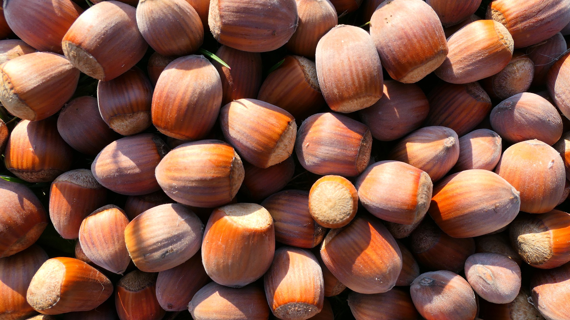 лещина спелый орех. орехи в лесу. лесной орех дерево орешник. орехи в лесу. орех лещина и фундук.