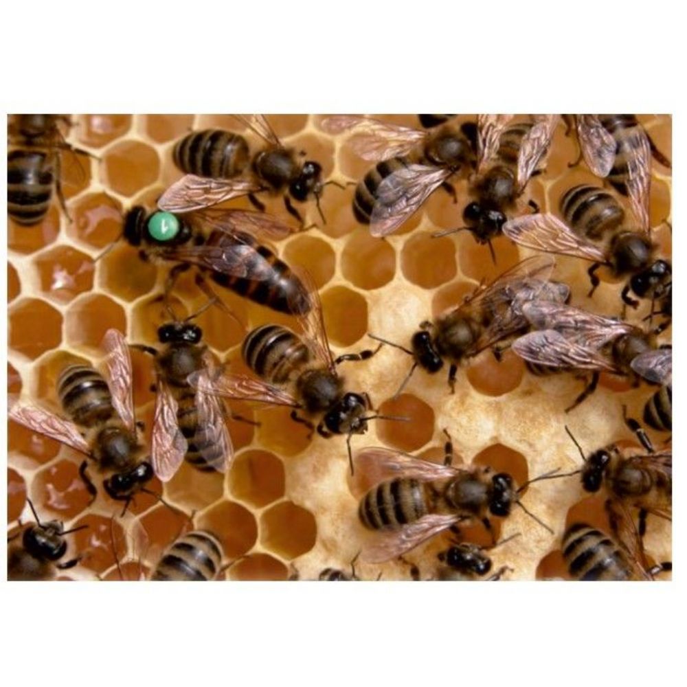 saf kafkas damizlik camili ekotipi